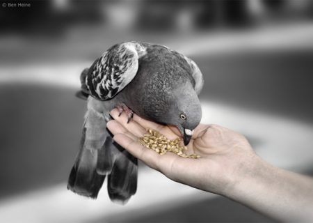 سیزده خط برای زندگی