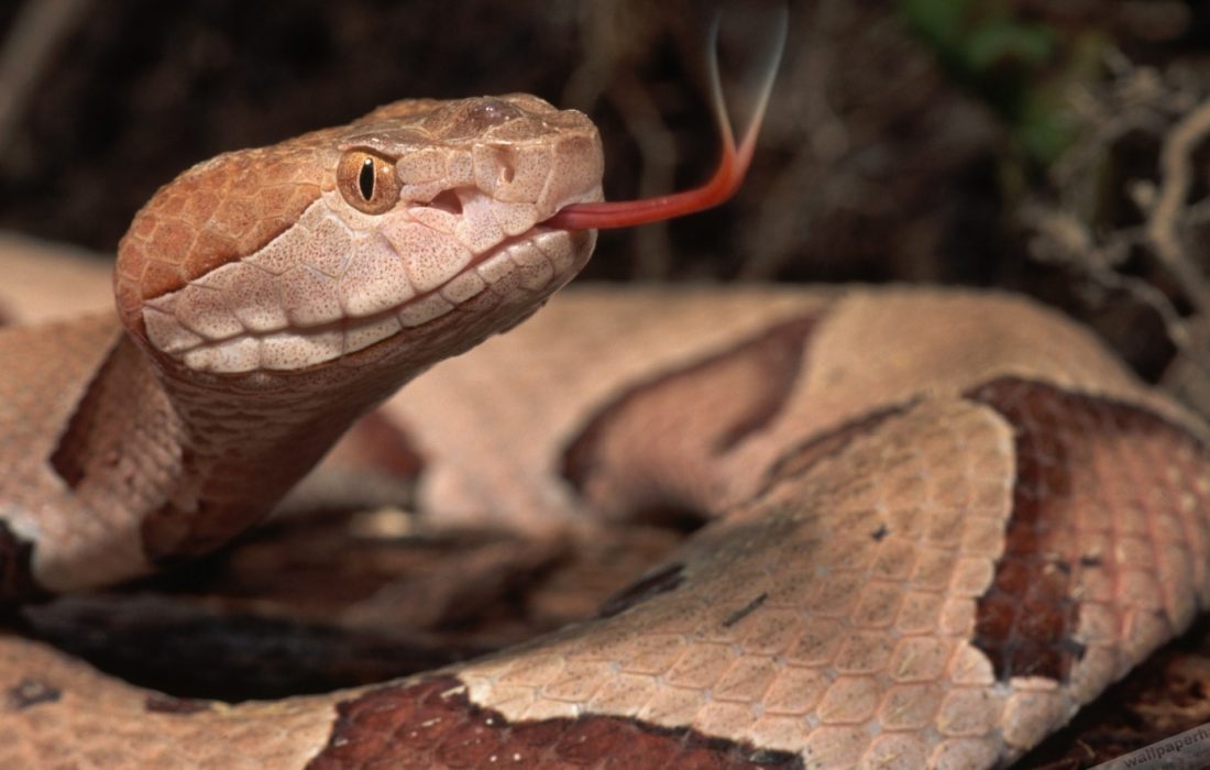 فناوری دفاعی جدید در نیروی دریایی آمریکا با الهام از یک مار ماهی