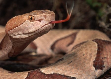 فناوری دفاعی جدید در نیروی دریایی آمریکا با الهام از یک مار ماهی