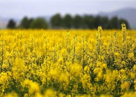 آغاز کشت پاییزه در آذربایجان‌غربی با کاشت کلزا