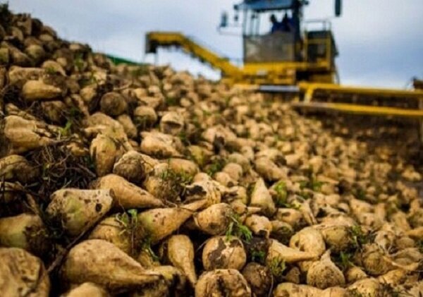آذربایجان ‌غربی رکورددار تولید چغندرقند؛ نقشه راه ۴ ساله تدوین می‌ شود