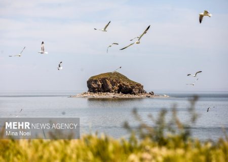 بازگشت پرندگان به دریاچه ارومیه