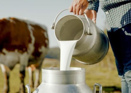 اصغری: ۳۰ درصد شیر و فرآورده‌های لبنی آذربایجان‌ غربی صادر می شود