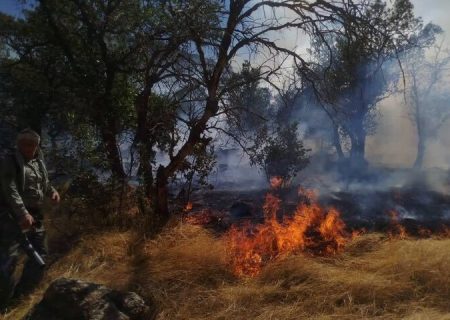آتش‌ سوزی در منطقه جنگلی شیوآشان سردشت مهار شد