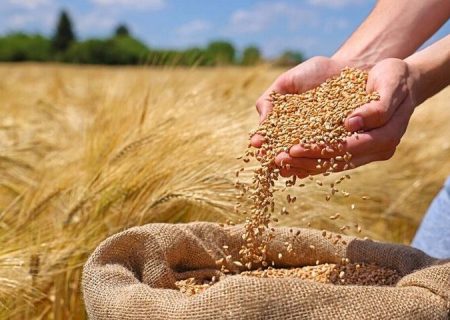 اصغری: بیش از ۴۷۰ هزار تن گندم از کشاورزان آذربایجان ‌غربی خریداری شد