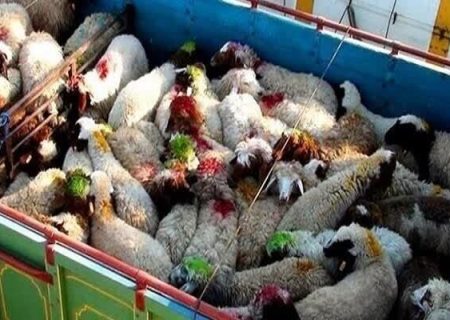 ناکامی قاچاقچیان در خروج احشام قاچاق از مرزهای آذربایجان ‌غربی